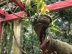 -广西壮族自治区药用植物园