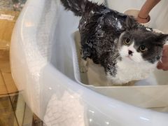 -momokira米努特·德文卷毛猫·棉花面纱犬