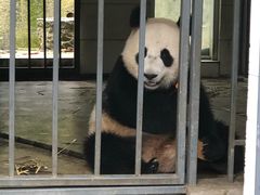 -都江堰中华大熊猫苑