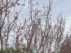 -观澜湖生态运动公社