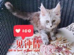 -十年猫舍·猫咪专门店(普陀店)
