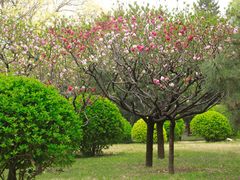 -莲花池公园