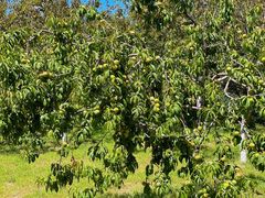 -永定河休闲森林公园