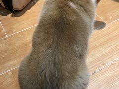 -Pets First伊珊娜洗护·精致美容·家庭式寄养(新会路店)