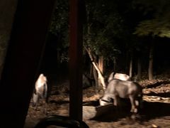 -清迈夜间动物园