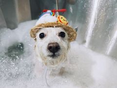 -PETKIT小佩宠物(古北店)