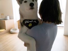 -Husky Go! 哈士奇体验馆·宠物咖啡厅狗咖
