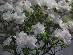 -上海滨江森林公园