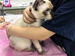 -北京观赏动物医院·24小时大型综合·猫专科·异宠专科