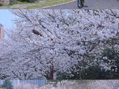 -堤角公园