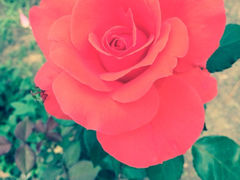 iphone_upload_pic-北戴河集发农业梦想王国