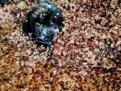 -共和老洪豆花草粿水粿