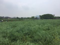 -田园东方蜜桃村的田野营地