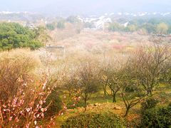 -香雪海