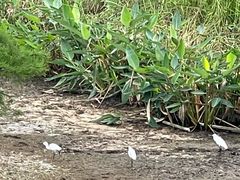 -白鹭湾湿地公园