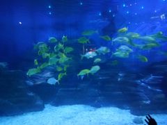 -烟台海昌鲸鲨海洋公园