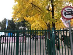 -三里屯东五街银杏大道