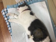 -乐派堂宠物医院·猫友好· 心脏科(东街店)