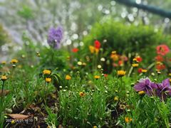 -上海共青森林公园