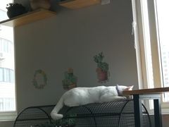 -东方名猫馆·英短金渐层布偶猫舍(环线广场1号楼店)