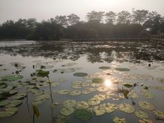 -大湾区中央湿地公园
