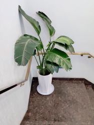 -YESIDO椰岛美容