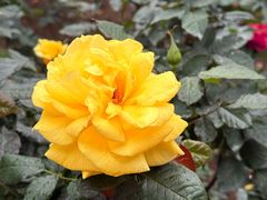 -人民公园(罗湖区)