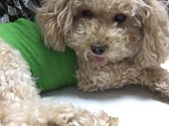 -美联众合宠物医院·爱萌分院·内外科·猫科中心