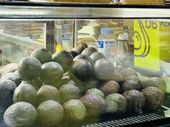 -油梨树 AVOCADO TREE(亮马桥店)