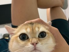 -东方名猫馆·英短金渐层布偶猫舍(环线广场1号楼店)