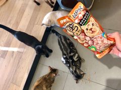 -CAT’S MEWSTAR CAFE·喵星球猫屋(晴湾咖啡店)