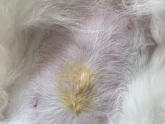 -北京观赏动物医院·24小时大型综合·猫专科·异宠专科