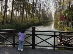 -合肥滨湖国家森林公园