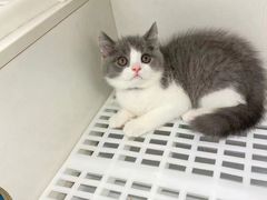 -lincat·猫舍(广州店)