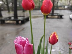 -上海共青森林公园