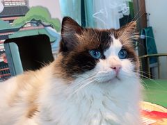 -喵喵咪呀布偶猫咖(春熙路店)