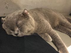 -浣熊柯尔鸭土拨鼠·电玩咖