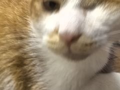 -艾贝尔宠物医院·24H转诊中心·肿瘤猫专科(江宁双龙店)