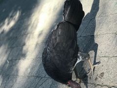 -可伦宾野生动物保护区