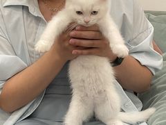 -袖虎·猫馆(体育西路店)