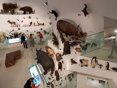 -墨尔本博物馆(Melbourne Museum)