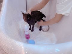 -momokira米努特·德文卷毛猫·棉花面纱犬