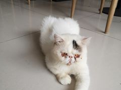 -平行世界·猫咖(首经贸店)
