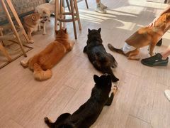 -柴犬高等学院·狗咖·柴犬售卖·宠物训练