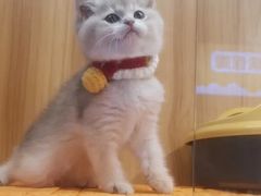 -欣宠猫屋·矮脚拿破仑·蓝金金渐层