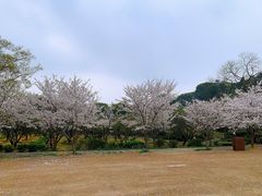 -香雪海