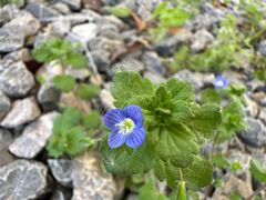 -洪湖湿地生态园