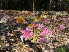 -杭州植物园