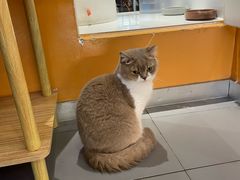 -瑞派康怡24h宠物医院·犬猫医疗中心·微创绝育(瑞景分院)