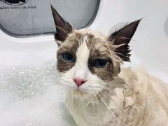 -1013 PET SHOP精品宠物商店(丁香店)